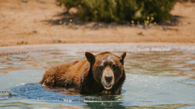 Alpine: Lions Tigers & Bears Sanctuary Visit and Tour