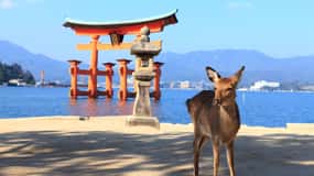 Hiroshima & Miyajima Trip with Departure Options & Lunch