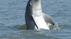 Hilton Head Island: Private Delphin- und Natur-Tour