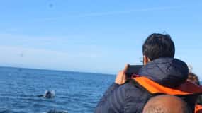 Depuis Faro : Observation des dauphins et excursion dans les 2 îles