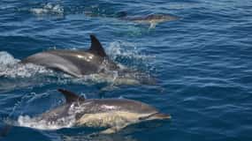 Quarteira: crociera sulla costa dell'Algarve, grotte e osservazione dei delfini