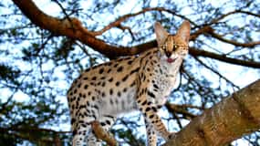 Emdoneni Wildcat Project Day Tour From Richards Bay