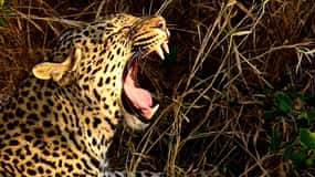 From Richards Bay: Hluhluwe Imfolozi Game Reserve Day Trip