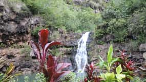 Oahu: Valley of Waimea Falls Swim & Hike with Lunch & Dole