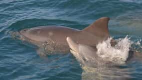 Mauritius: Snorkel and Swim with Dolphins on Speedboat Tour