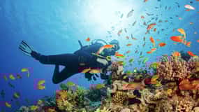 From Pattaya: Snorkeling or Beginner Scuba Diving Tour