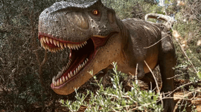 Majorque : Parc Dinosaurland, Coves dels Hams & Porto Cristo Tour