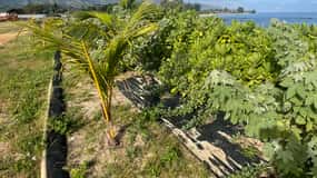 Oahu: Shoreline Restoration Tour w/ Native Plants & Animals