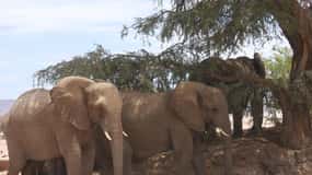 Elephant Adventure with Herson - a native of Damaraland