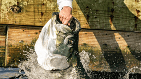 Miami: Experiencia de alimentación con peces gigantes