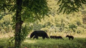Banff: Highlights and Wildlife Group Tour