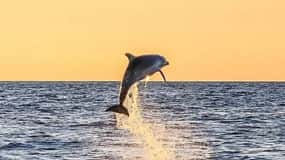 Destin: Dolphin Watching Cruise