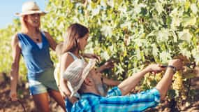 Crete: Full-Day Cretan Wines, Olive Oil, Raki and Food Tour