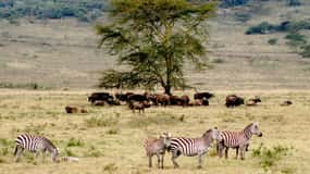 Safari de 6 días en grupo reducido a Masai Mara, Nakuru y Amboseli