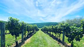 Washington, DC: Virginia Wine Region Experience Tour