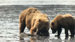 Alaska 9 Day Ocean Wildlife to Interior Wilderness Adventure