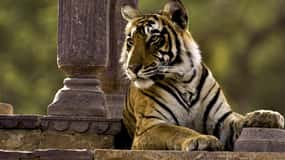 8 Days GOLDEN TRIANGLE WITH RANTHAMBORE WILDLIFE SAFARI