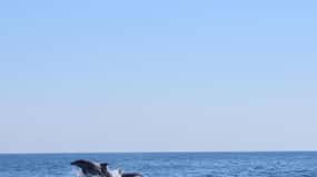 Marsaskala: Dolphin Watching Boat Tour