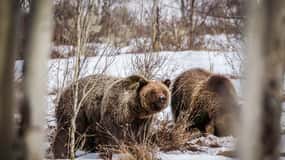 From Jackson: Grand Teton Sunset and Sightseeing Tour