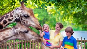 Cracovia: Visita al zoo con transporte privado y entradas