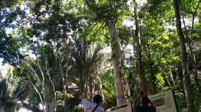 Dzibanche & Kohunlich Mayan Archeology Tour & 3 course Meal