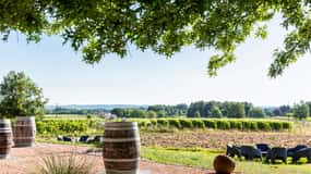At the gates of Toulouse: from the vine to the cellar