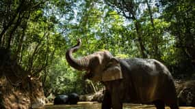 Parque Phnom Kulen: Passeio com a floresta de elefantes saindo de Siem Reap