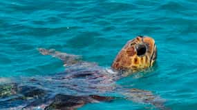 Zakynthos: Turtle Island, Cameo and Keri Caves + Transport