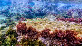 Tarifa: Guided Strait Natural Park Snorkel Tour