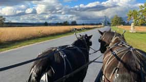 Gettysburg: Culp's Hill Guided Horse Carriage Tour