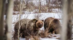 Jackson: Grand Teton Sunrise Safari with Naturalist Guide