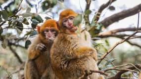 フェズ発：中部アトラスとモンキー フォレストの日帰り旅行