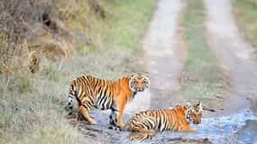 Skip The Line Access: Panna National Park Jungle Safari