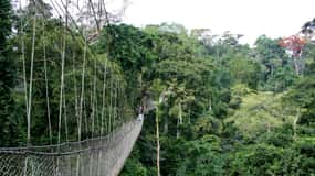 Cape Coast: Kakum National Park, Castles, & Hans Cottage