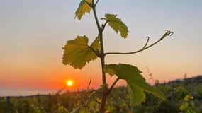 Chania:Olive and Wine 3-hour Trip