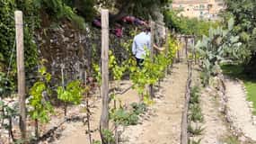 Radici: IImmerse yourself in the heady scents of our garden