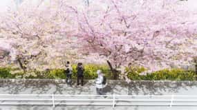 Fukuoka Cherry Blossom Customized Tour