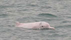 Lantau Island: Pink Dolphin Watching from Hong Kong