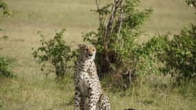 4 DAYS MAASAI MARA & LAKE NAKURU SMALL GROUP SAFARI BY 4WD