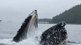 Hoonah Tour de avistamiento de ballenas