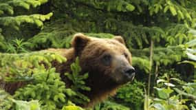 Hoonah Búsqueda de osos pardos en la isla de Chichagof