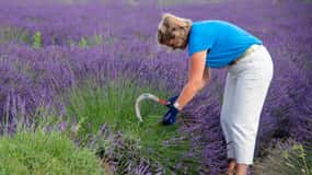 Flowers picking and essential oil distillation workshop
