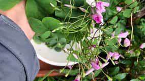 Nemi-See: Besuch der Sensory Farm Herbs of the Moon