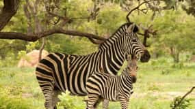 Fathala wildlife safari Park