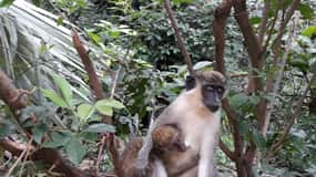 Banjul: 7 Attractions Day Tour with Monkey Park