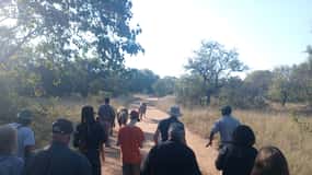 Johannesburg: Guidad promenad med lejon Guidad promenad med lejon i den afrikanska bushen
