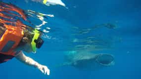 From Akumal: Whale Shark Tour