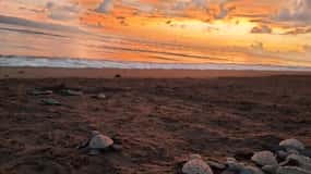 Puerto Vallarta: Sea turtle release at Sunset