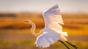 Savannah: Sunset Dolphin Watching Eco Tour by Boat