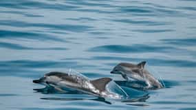 Sotogrande: Dolphin Watching Boat Trip with Drink